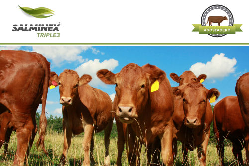 Salminex Triple3