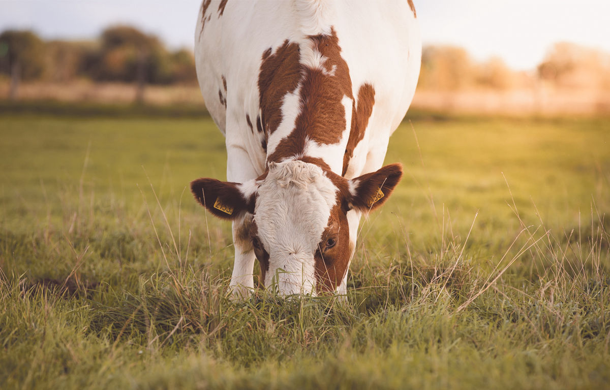 Suplementos para Ganado